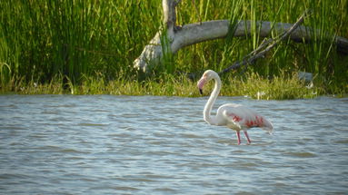  Ritornano i fenicotteri nella foce del fiume Crati: avvistato un esemplare