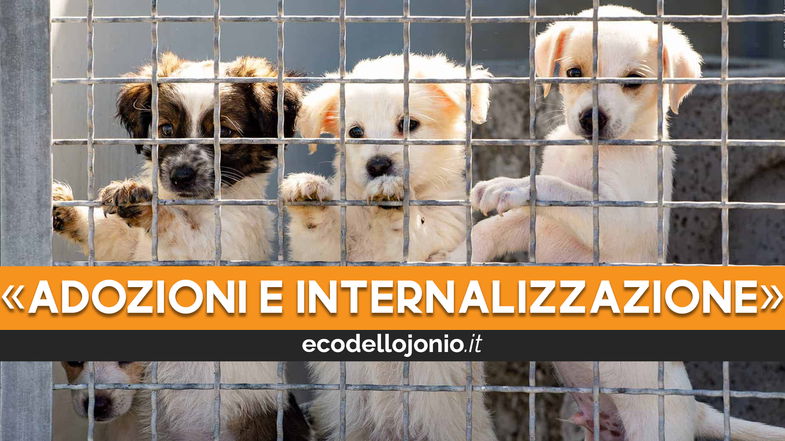 Caro fido, ecco quanto costa mantenere la popolazione canina di comunità a Corigliano-Rossano