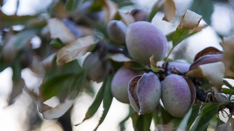 Tra Sibari e Villapiana ancora sopravvivono le spettacolari carrette dei venditori di mandorle