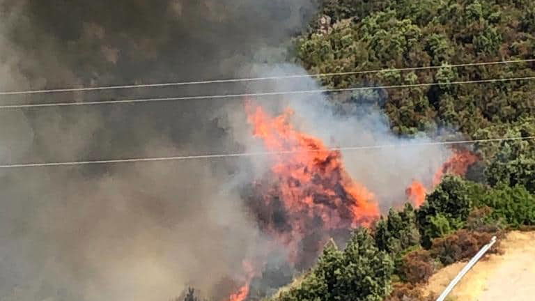 Bruciato il polmone verde di Pietrapaola: parco del Cerasello, Cucco, Rizzo e Vorde in fiamme