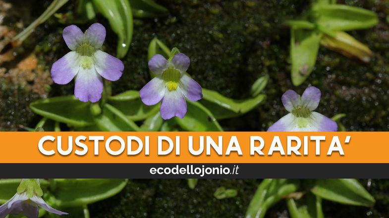 La Valle del Celadi che non ti aspetti, qui nasce un fiore carnivoro raro: ecco la Pinguicola hirtiflora