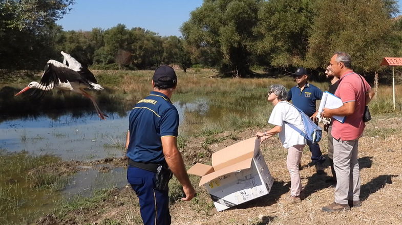 Ritorna a volare la cicogna bianca dopo due mesi di riabilitazione