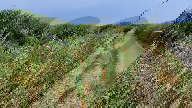 Grammisato, irrompe l'Amministrazione comunale di Co-Ro: «Grave che Calabria Verde sappia e non intervenga»