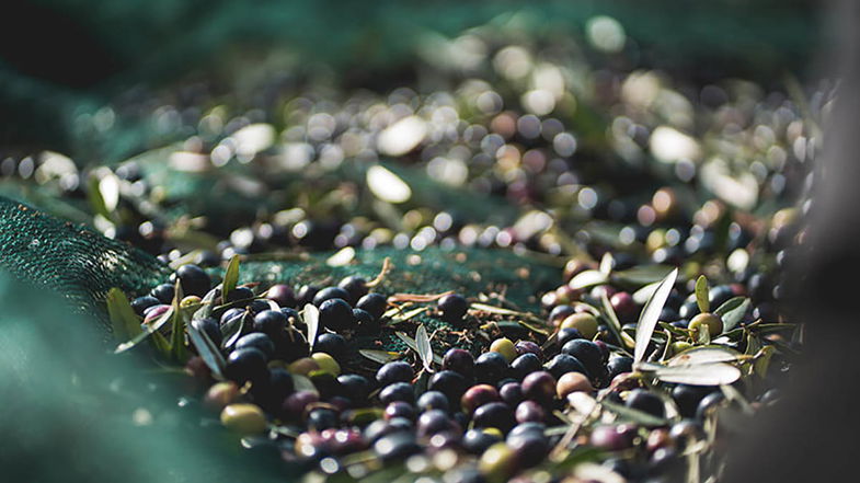  A Cerchiara è l’enogastronomia il grande attrattore turistico: pane e olio a far da padroni