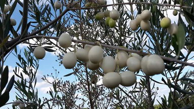 Caratteristica e rara: è l’oliva bianca di Calabria con la quale si produce un olio chiarissimo 