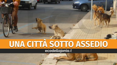 Randagismo, Corigliano-Rossano è oltre l'emergenza: c'è allarme per decine di branchi a spasso per la città