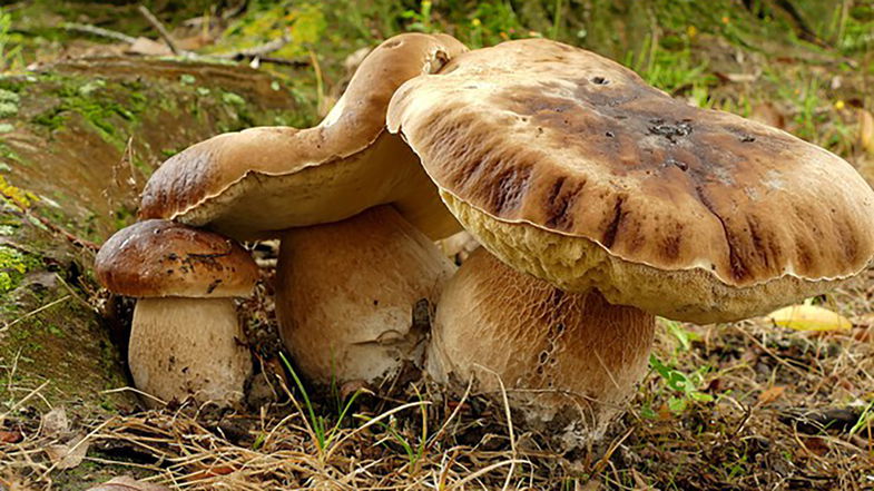 Boom di porcini! Con settembre parte la corsa ai funghi