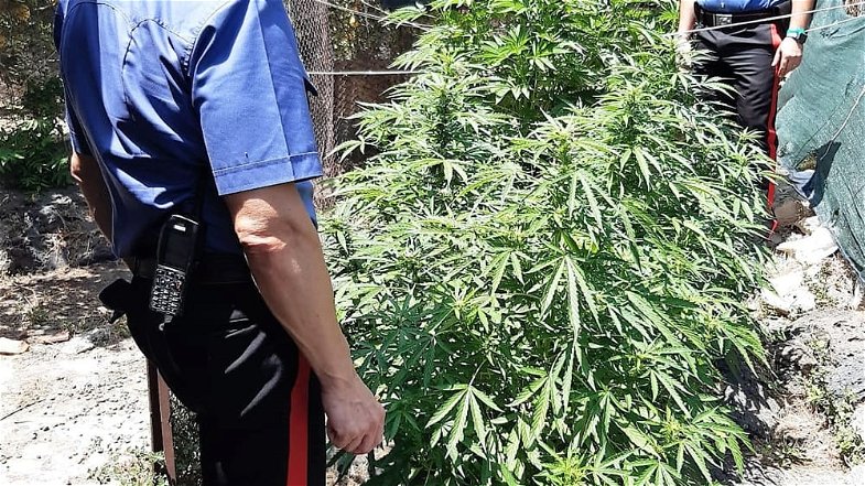 Scoperta una coltivazione di marijuana in un orto: mamma e figlio finiscono ai domiciliari