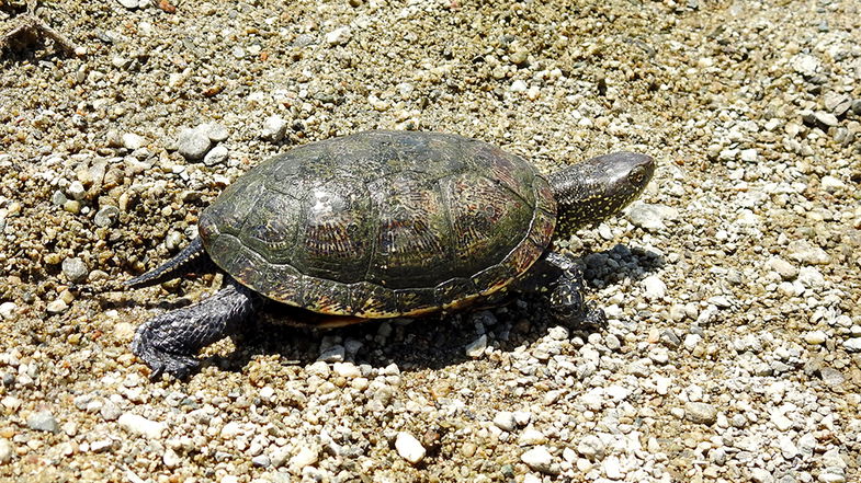 Tutela delle specie, due popolazioni di Testuggine palustre europea nella riserva di Tarsia