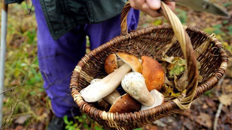 Perde l’orientamento in Sila mentre cerca funghi, 71enne ritrovato sano e salvo