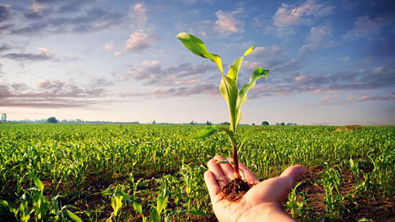 Infrastrutture rurali e forestali in Calabria: più di 11 milioni destinati ai comuni