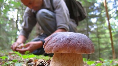 Ritrovati i due fungaioli di Cassano dispersi nei boschi del Pollino