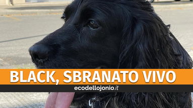 Lui era Back, sbranato vivo da un branco di randagi. Sempre più allarme a Co-Ro