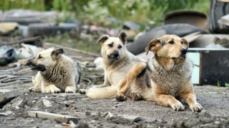 Emergenza randagismo zona “Perla jonica” Schiavonea, il Movimento del Territorio s’appella all’amministrazione