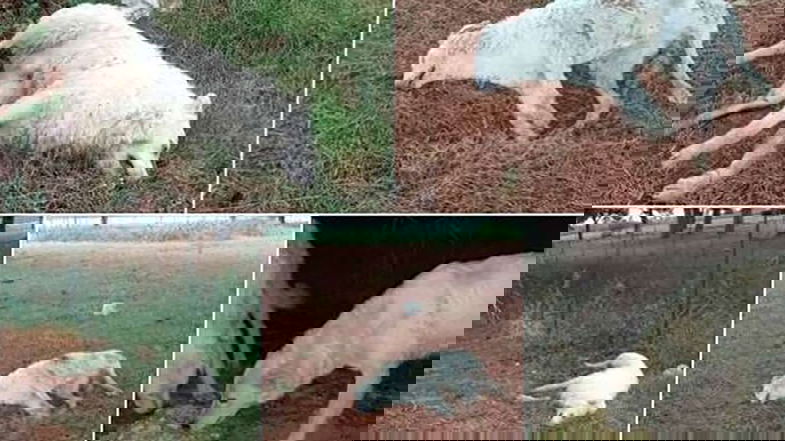 Uccisi a colpi di pallettoni e lasciati inermi per terra. Chi è l’animale? L’uomo