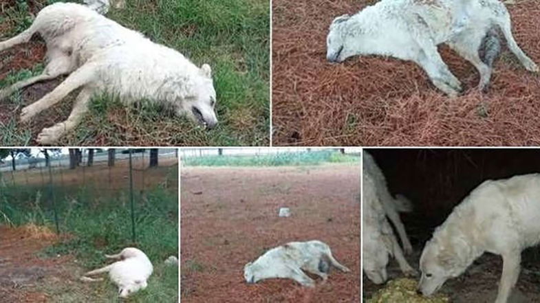 Uccisi a colpi di pallettoni e lasciati inermi per terra. Chi è l’animale? L’uomo