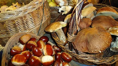 L’autunno in Calabria: un miriade di colori e profumo di funghi e di castagne 