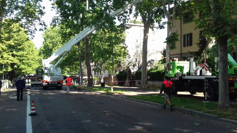 Arredo verde urbano Co-Ro: emessa ordinanza per espianto e sostituzione degli alberi