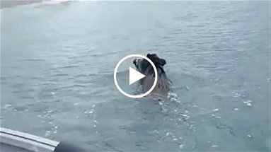 VIDEO - Un cinghiale recuperato nello Jonio a 4 miglia a largo di Crosia Mirto