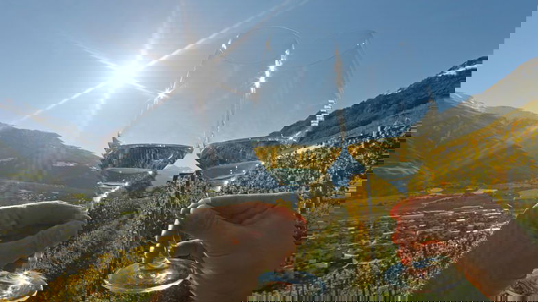 Pollino Enoico, nasce il Festival che punta i riflettori sui vini del Parco