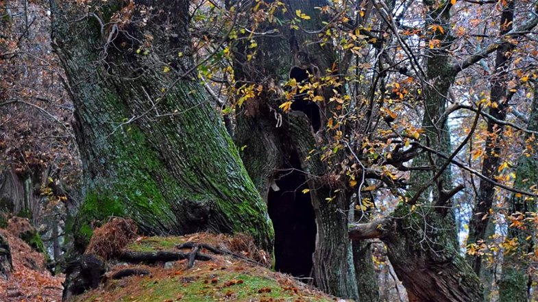 Dopo oltre 60 anni, Co-Ro rientra in possesso del suo patrimonio boschivo. «Risultato Straordinario»