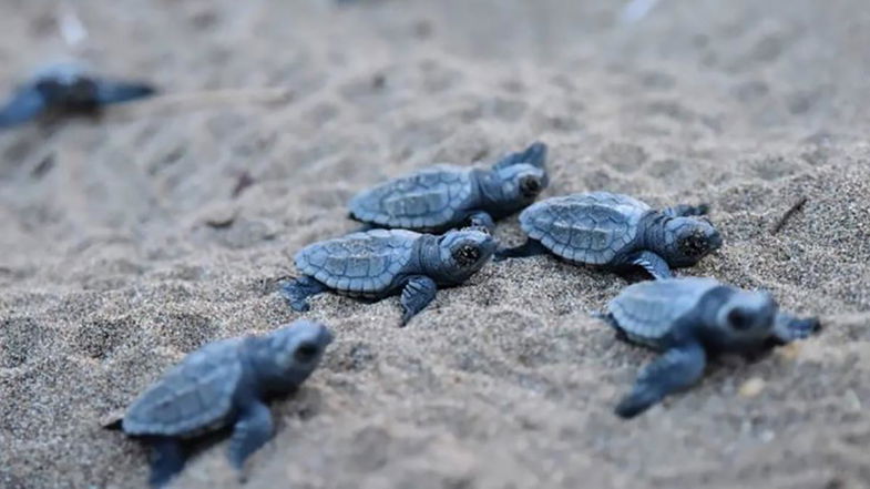 Record di nidi di caretta caretta in Calabria: la meta preferita di mamma tartaruga 