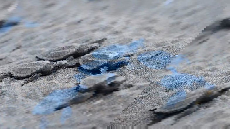 Record di nidi di caretta caretta in Calabria: la meta preferita di mamma tartaruga