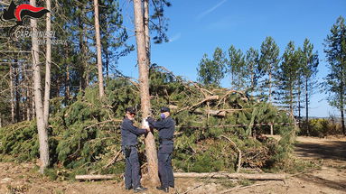 Camigliatello, tagliate abusivamente 515 piante: sequestrati 4 ettari di bosco