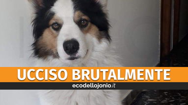 Arturo, il cane di comunità di Villapiana è stato ucciso con un colpo d'arma da fuoco