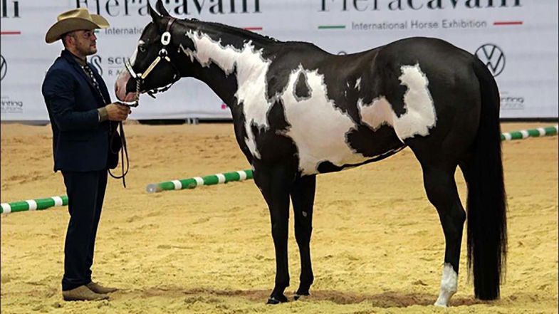 Lo stallone più bello d'Italia è calabrese: bellezza ed eleganza sublime 