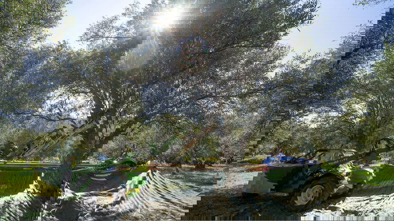 Consorzio Olio di Calabria Igp, parte il periodo di raccolta e molitura delle olive