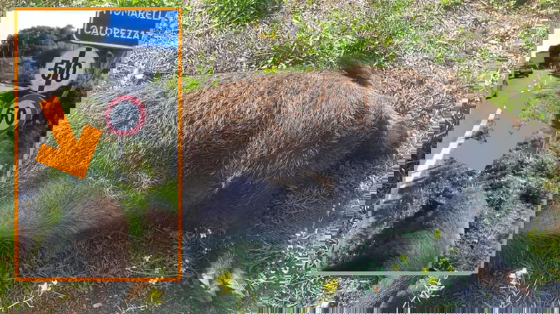 Una carcassa di cinghiale a bordo strada sulla statale 106: ormai è una pericolosa invasione
