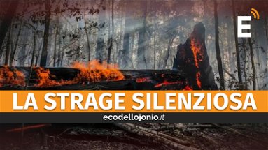 Domani è la festa degli alberi: un momento per riportare attenzione sul dramma degli incendi nella Sibaritide-Pollino