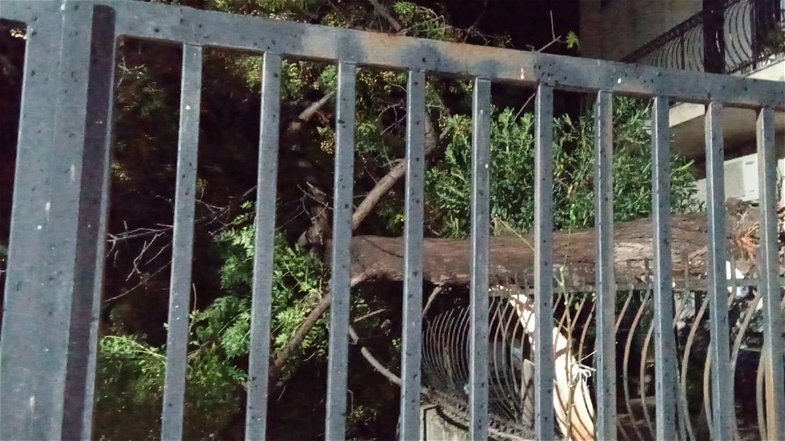 Tromba d'aria a Corigliano-Rossano, paura per un albero abbattuto dal forte vento in località Amica
