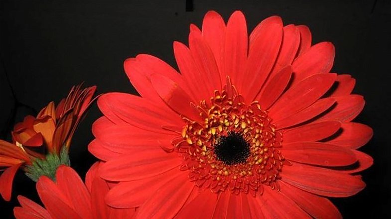 Il Fiore sospeso, una gerbera rossa per dire no alla violenza sulle donne |  