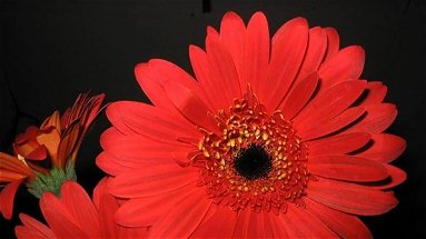 Il Fiore sospeso, una gerbera rossa per dire no alla violenza sulle donne 