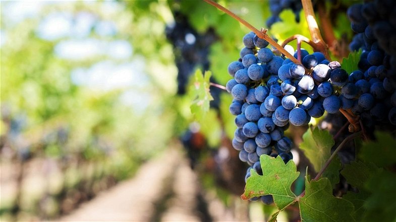 Filiera vitivinicola: valorizzare le produzioni calabresi, tutelare le tradizioni rurali e la cultura del vino 