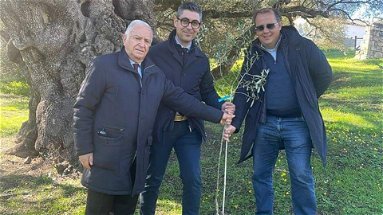 Il Consorzio Olio di Calabria Igp regala un ulivo cultivar a Villacidro
