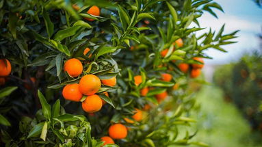 Le clementine di Co-Ro protagoniste di un'iniziativa in una scuola del milanese