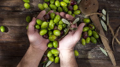 Siccità estrema, calo della produzione olivicola in Calabria