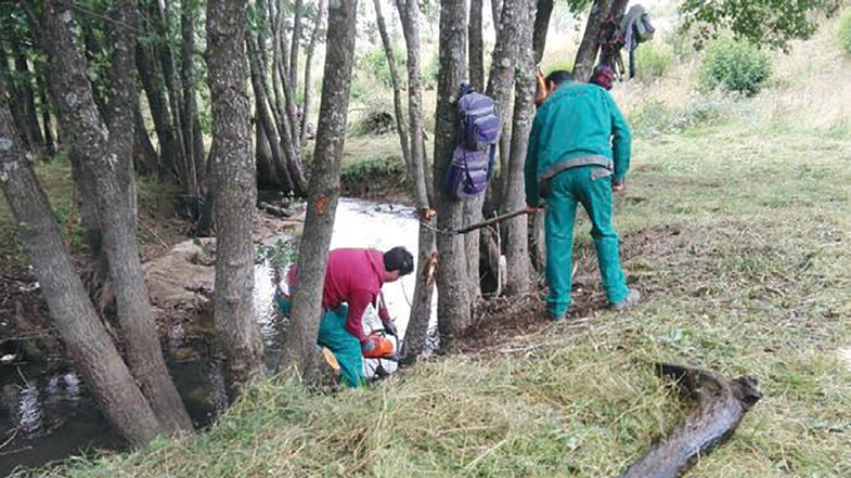 La Legge di bilancio “dimentica” il comparto idraulico forestale calabrese