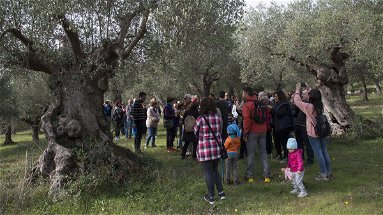 Al via la terza edizione della festa dedicata all'oro di Calabria, l'olio d'oliva extra vergine e delle sue tradizioni