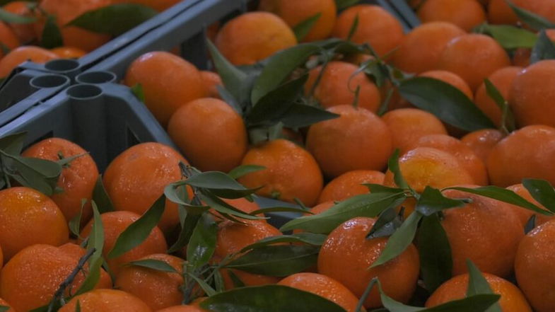 Clementine, «più forza al Consorzio per valorizzare il prodotto»