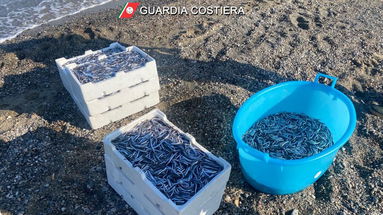 Co-Ro, sequestrati 100 kg di specie ittiche protette e attrezzature irregolari