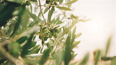 La campagna olearia in Calabria si chiude con 29 presidi Slow Food degli “olivi secolari”