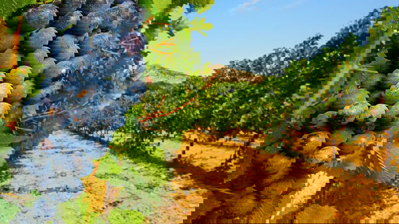 Parte il progetto sulla micro fertirrigazione nella viticoltura di precisione sui vitigni autoctoni calabresi