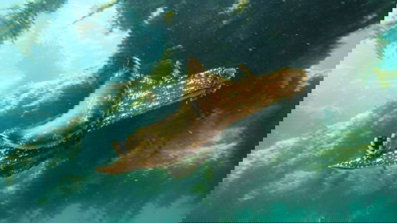 Il calabrese Pacienza realizza il primo documentario interamente girato sott'acqua con uno smartphone