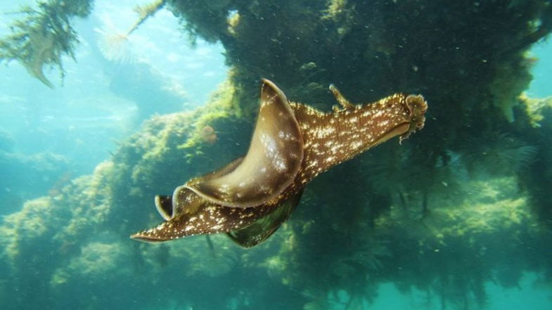 Il calabrese Pacienza realizza il primo documentario interamente girato sott'acqua con uno smartphone