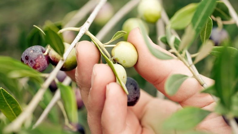 “Gli strumenti per una crescita sostenibile per l'agricoltura e l'agroalimentare della Calabria”