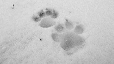 Qui è passato il sovrano della natura! Il lupo lascia le sue orme nel Parco nazionale del Pollino 